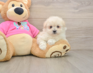 6 week old Pomachon Puppy For Sale - Windy City Pups