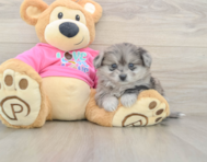 5 week old Pomachon Puppy For Sale - Windy City Pups