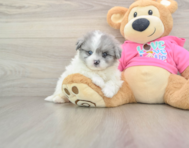 5 week old Pomachon Puppy For Sale - Windy City Pups