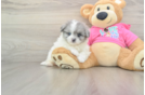 Pomachon Puppy for Adoption