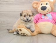 8 week old Pomachon Puppy For Sale - Windy City Pups