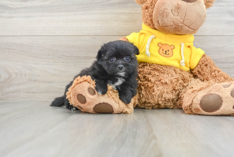 Playful Pom Frise Designer Puppy