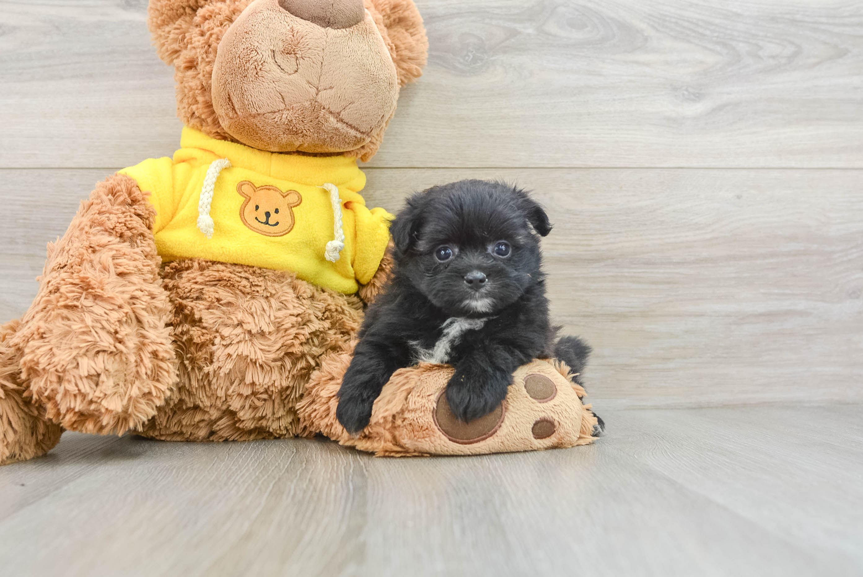 Cute Pomachon Luigi: 1lb 14oz Designer Puppy