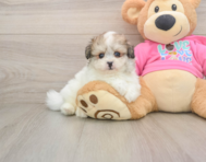 8 week old Pomachon Puppy For Sale - Windy City Pups