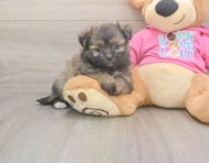 5 week old Pomachon Puppy For Sale - Windy City Pups