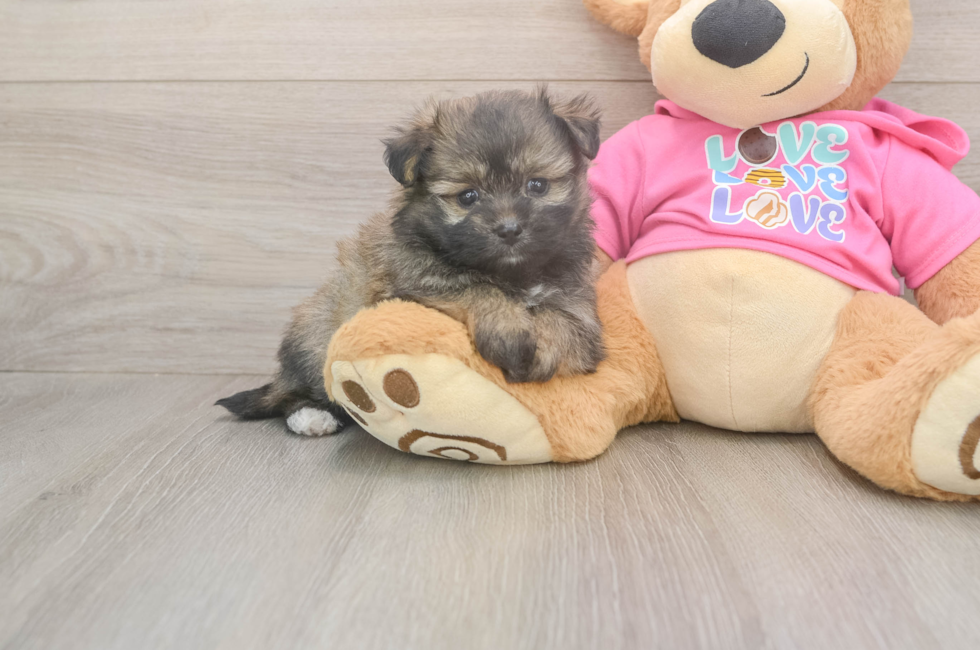 5 week old Pomachon Puppy For Sale - Windy City Pups