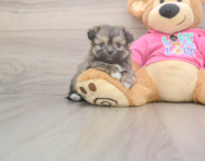 5 week old Pomachon Puppy For Sale - Windy City Pups