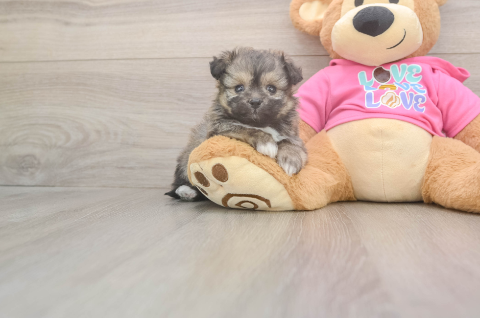 5 week old Pomachon Puppy For Sale - Windy City Pups