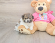6 week old Pomachon Puppy For Sale - Windy City Pups