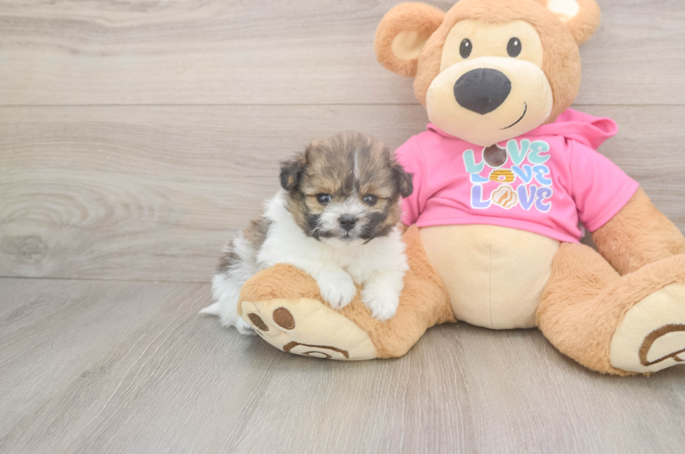 5 week old Pomachon Puppy For Sale - Windy City Pups