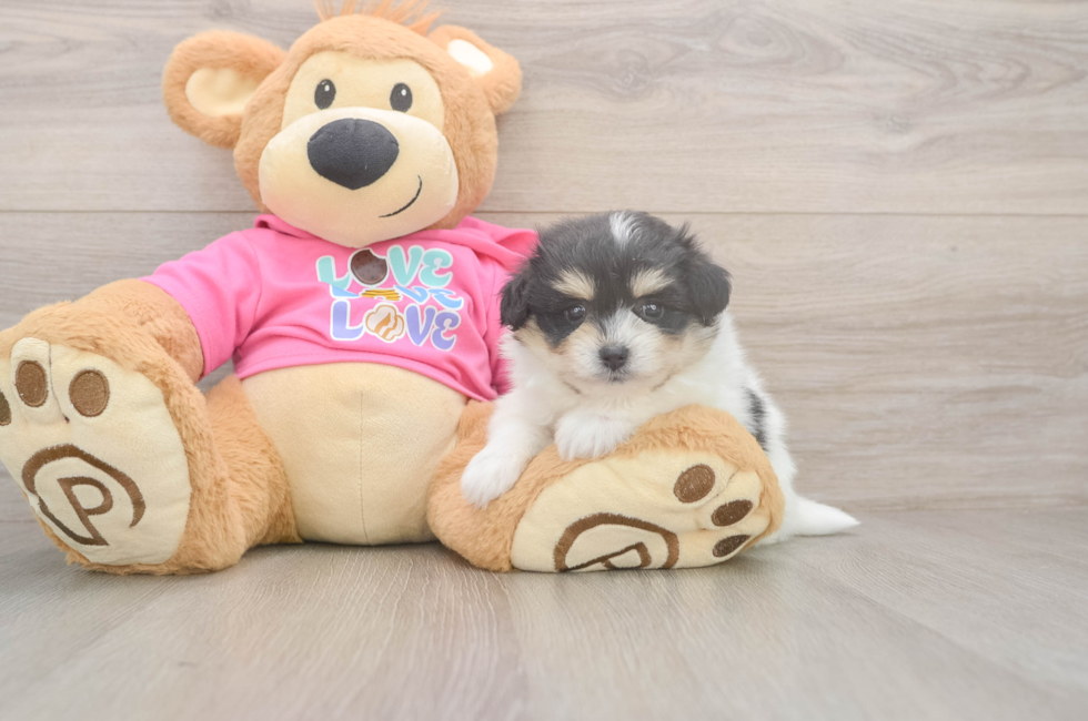 5 week old Pomachon Puppy For Sale - Windy City Pups