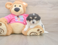 6 week old Pomachon Puppy For Sale - Windy City Pups 6 week old Pomachon Puppy For Sale - Windy City Pups