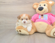 5 week old Pomachon Puppy For Sale - Windy City Pups