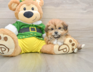 5 week old Pomachon Puppy For Sale - Windy City Pups