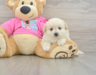 6 week old Pomachon Puppy For Sale - Windy City Pups