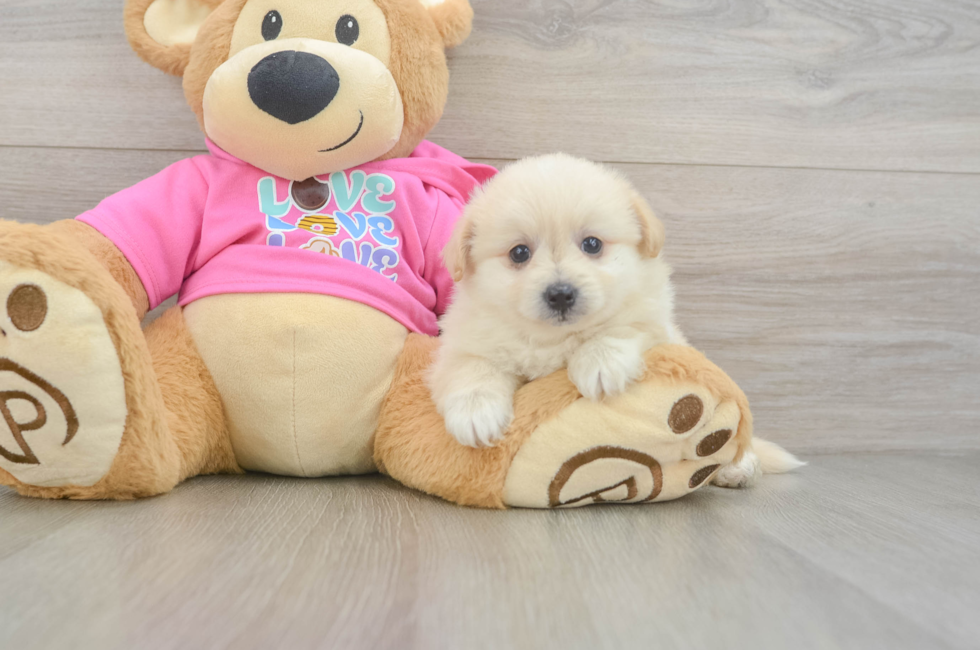 6 week old Pomachon Puppy For Sale - Windy City Pups