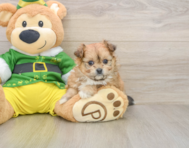 5 week old Pomachon Puppy For Sale - Windy City Pups