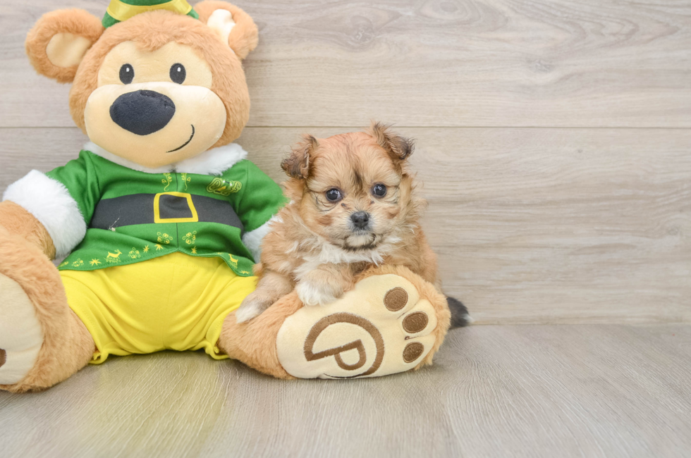 5 week old Pomachon Puppy For Sale - Windy City Pups