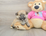 6 week old Pomachon Puppy For Sale - Windy City Pups