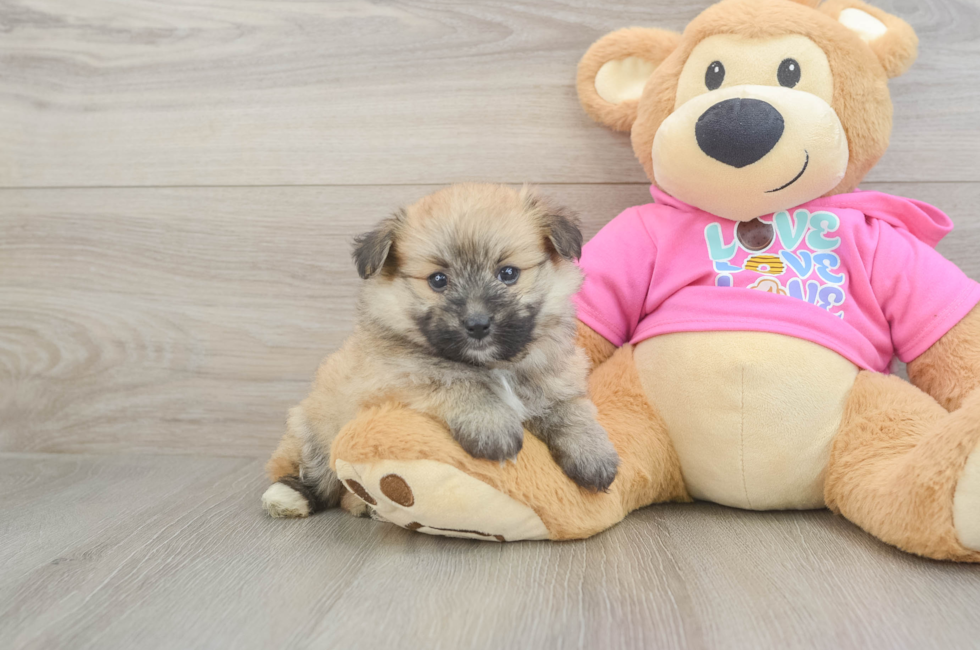 6 week old Pomachon Puppy For Sale - Windy City Pups