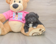 5 week old Pomachon Puppy For Sale - Windy City Pups