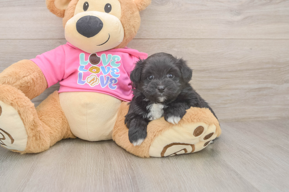 5 week old Pomachon Puppy For Sale - Windy City Pups