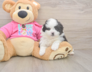 5 week old Pomachon Puppy For Sale - Windy City Pups