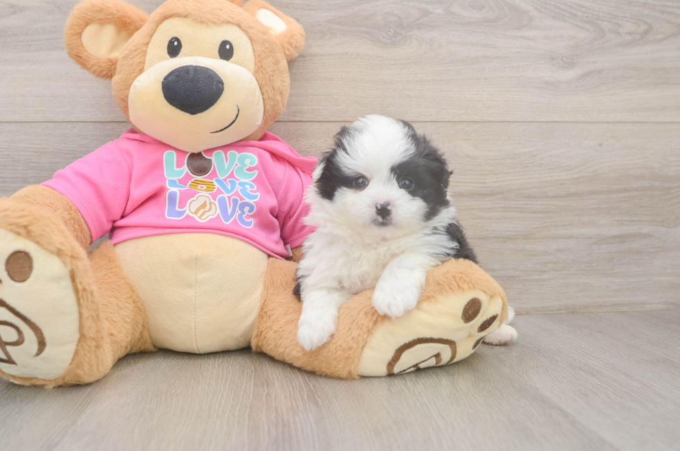 5 week old Pomachon Puppy For Sale - Windy City Pups