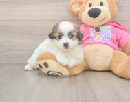 5 week old Pomachon Puppy For Sale - Windy City Pups