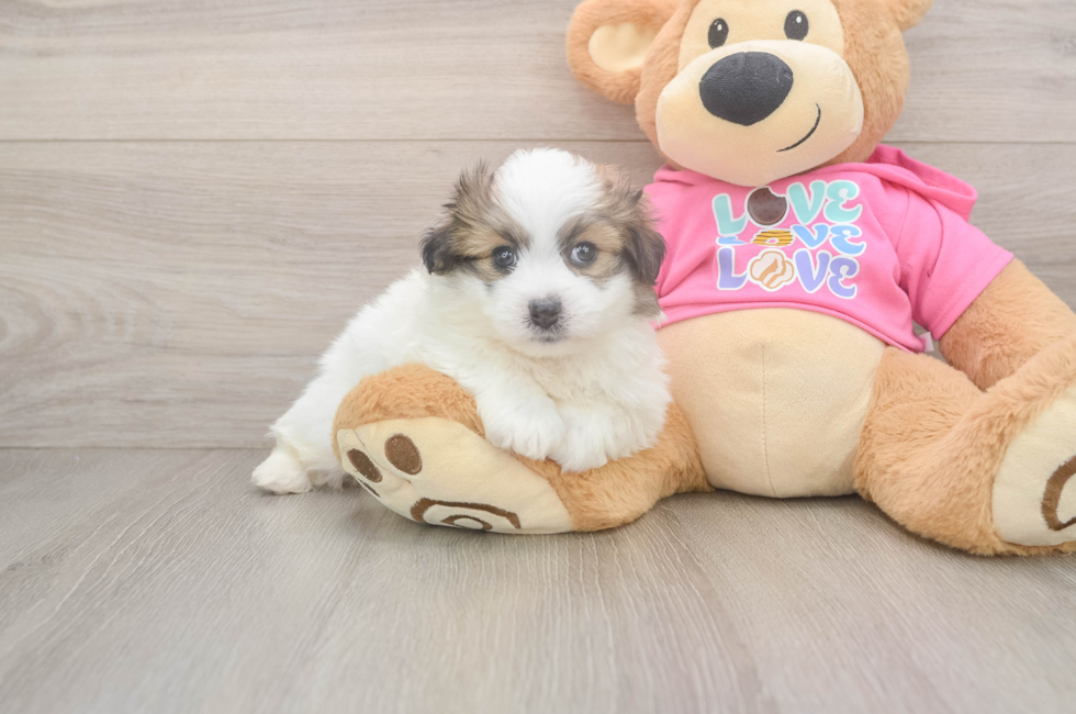 5 week old Pomachon Puppy For Sale - Windy City Pups