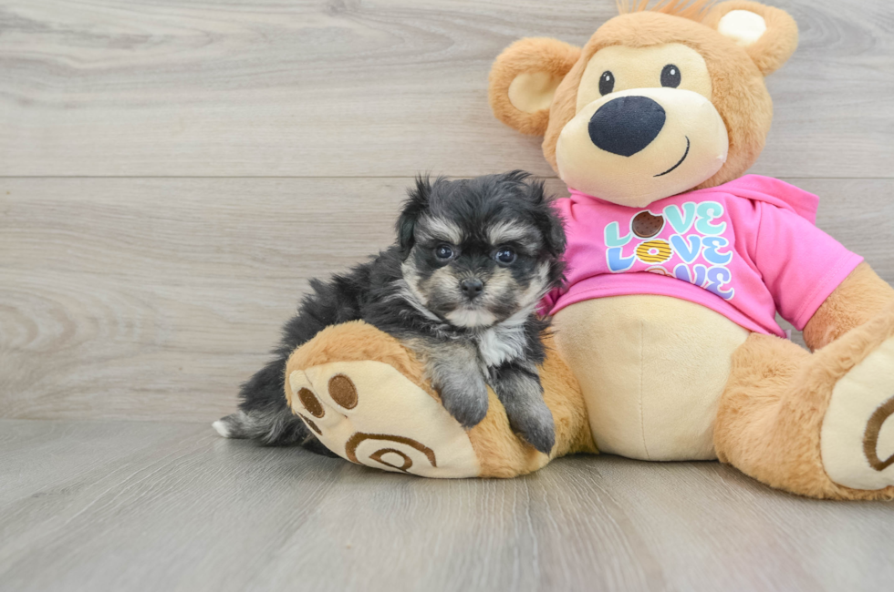 7 week old Pomachon Puppy For Sale - Windy City Pups