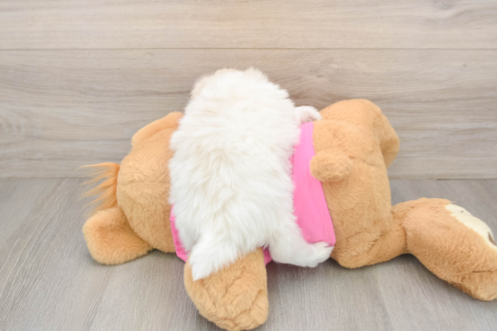 Pomachon Pup Being Cute