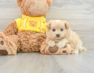 6 week old Pomapoo Puppy For Sale - Windy City Pups