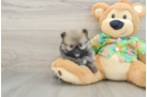 Funny Pomeranian Baby