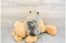 Pomeranian Puppy for Adoption
