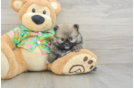 Energetic Pom Purebred Puppy