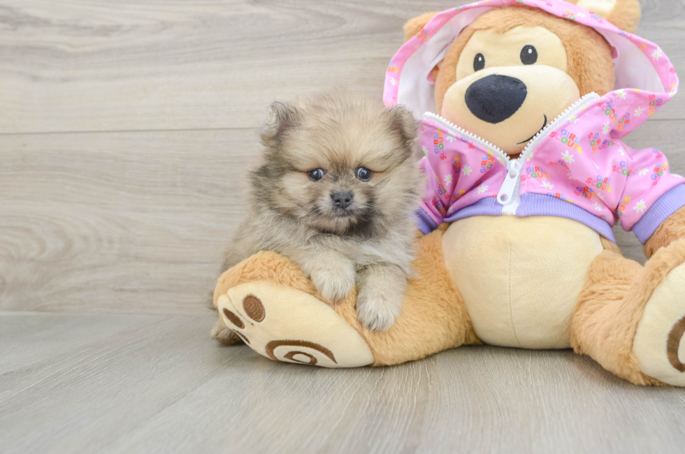 5 week old Pomeranian Puppy For Sale - Windy City Pups