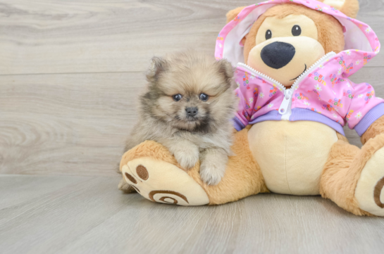 Small Pomeranian Purebred Pup