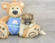 5 week old Pomeranian Puppy For Sale - Windy City Pups