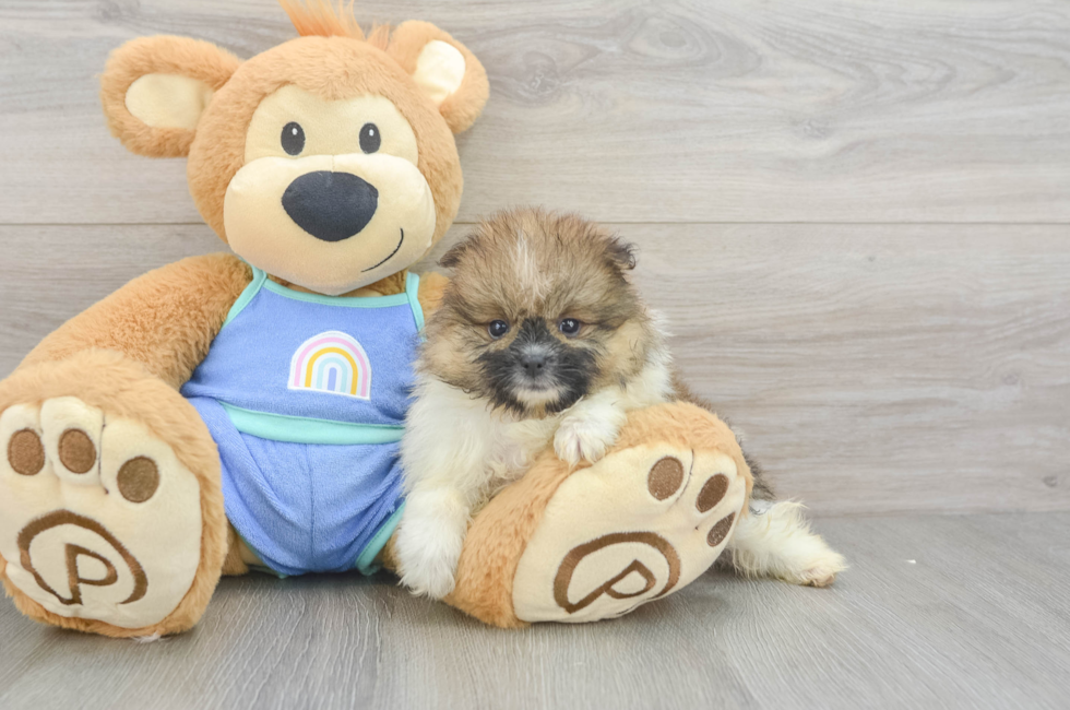 5 week old Pomeranian Puppy For Sale - Windy City Pups