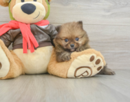 6 week old Pomeranian Puppy For Sale - Windy City Pups