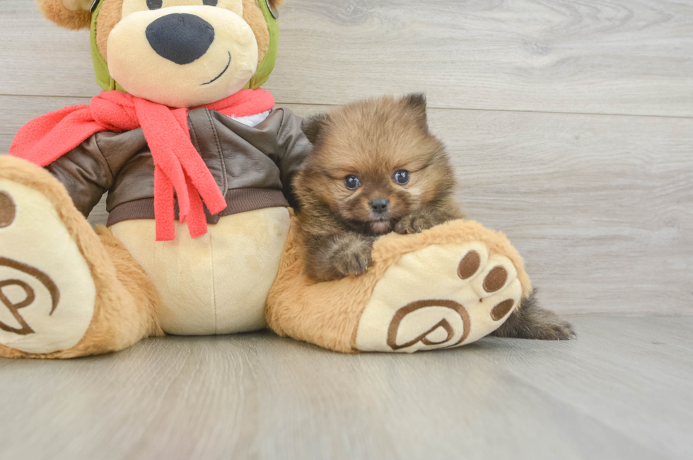 6 week old Pomeranian Puppy For Sale - Windy City Pups