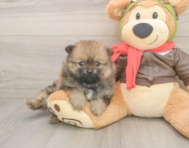 7 week old Pomeranian Puppy For Sale - Windy City Pups