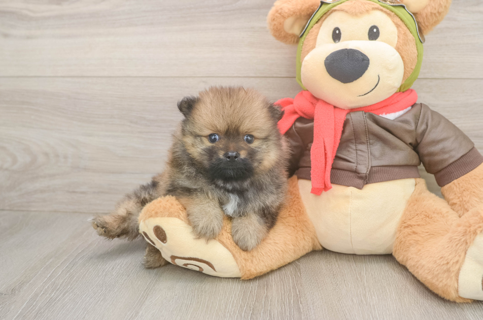 5 week old Pomeranian Puppy For Sale - Windy City Pups