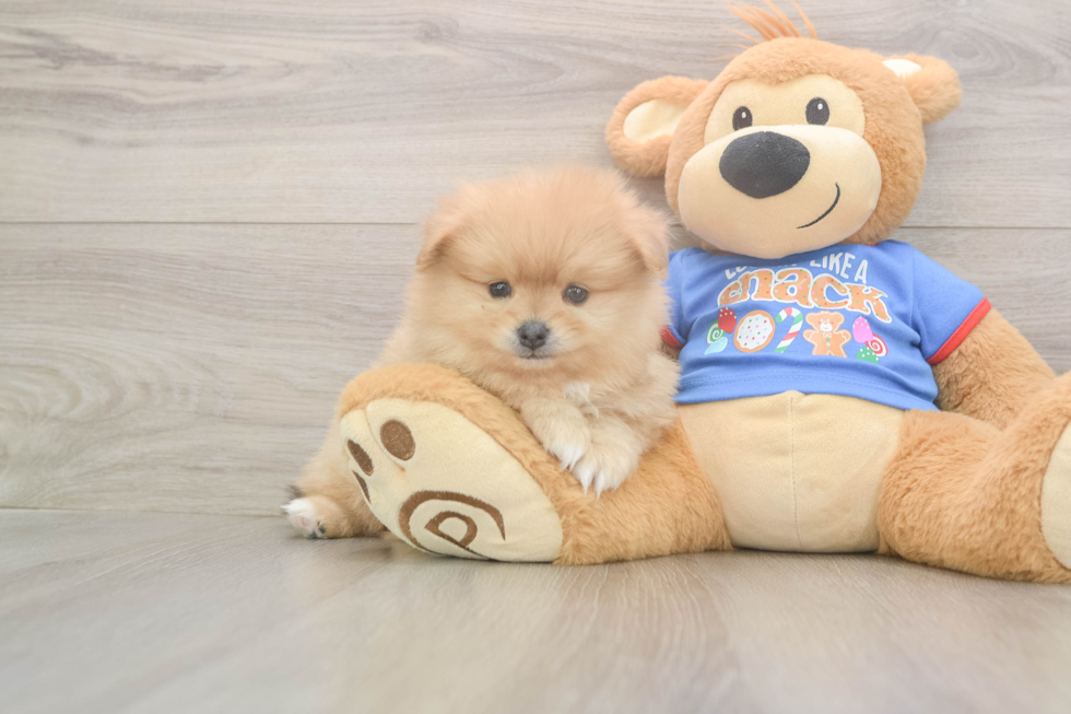 Pomeranian Pup Being Cute