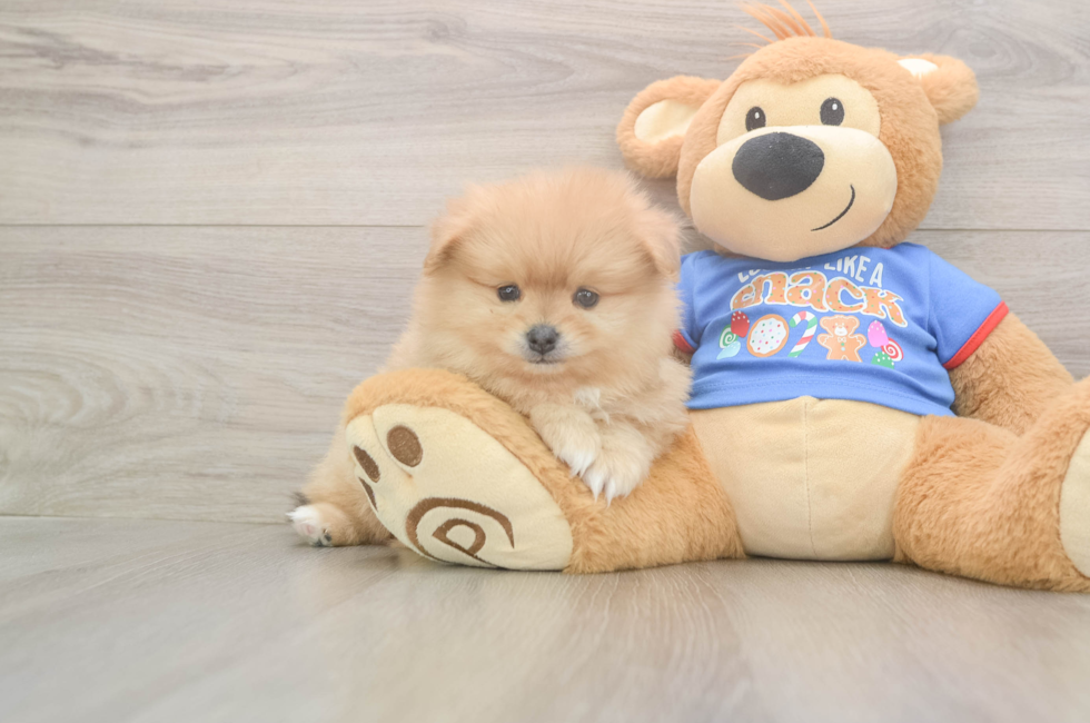 6 week old Pomeranian Puppy For Sale - Windy City Pups