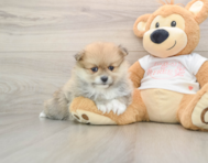 8 week old Pomeranian Puppy For Sale - Windy City Pups