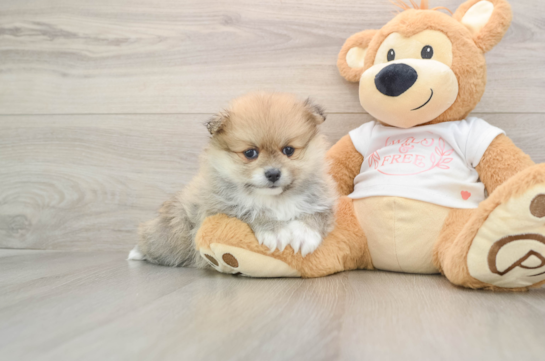 Fluffy Dwarf Spitz Purebred Puppy