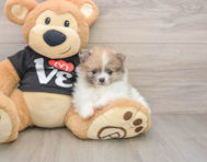 8 week old Pomeranian Puppy For Sale - Windy City Pups