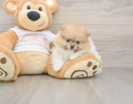 8 week old Pomeranian Puppy For Sale - Windy City Pups